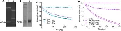 Cruzipain and Its Physiological Inhibitor, Chagasin, as a DNA-Based Therapeutic Vaccine Against Trypanosoma cruzi